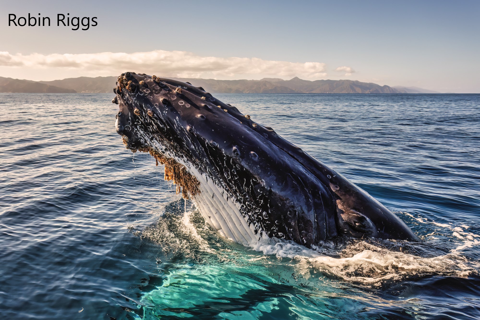 A humpback whale peering its head out of the water, photo by Robin Riggs